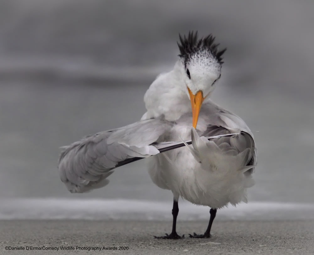 Tern tuning its wings by DanieleD'Ermo